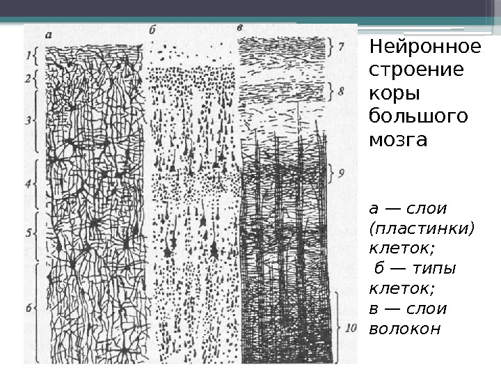 Нейронное строение коры большого мозга а — слои (пластинки) клеток;  б — типы