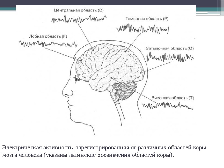 Электрическая активность, зарегистрированная от различных областей коры мозга человека (указаны латинские обозначения областей коры).