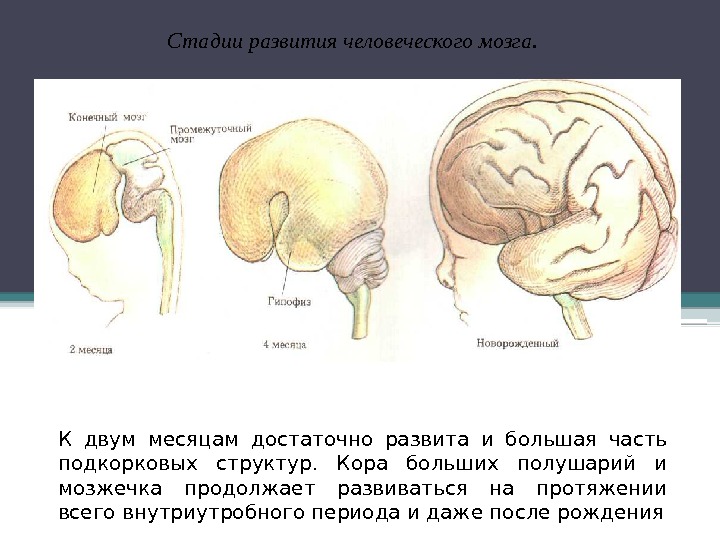 К двум месяцам достаточно развита и большая часть подкорковых структур.  Кора больших полушарий