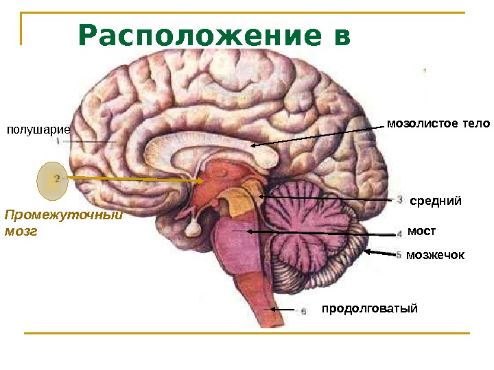 Расположение в мозге средний мост мозжечок продолговатый мозолистое тело Промежуточный мозг полушарие 