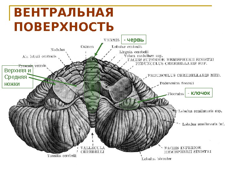 ВЕНТРАЛЬНАЯ ПОВЕРХНОСТЬ (вид снизу – изнутри) - клочок- червь Верхняя и Средняя ножки 