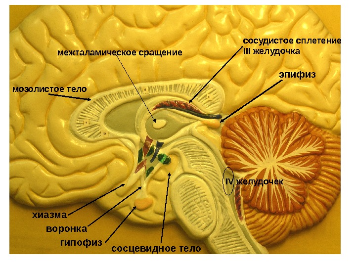 эпифиз хиазма воронка гипофиз сосцевидное теломежталамическое сращение сосудистое сплетение III желудочка мозолистое тело IV