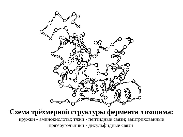   Схема трёхмерной структуры фермента лизоцима: кружки - аминокислоты; тяжи - пептидные связи;