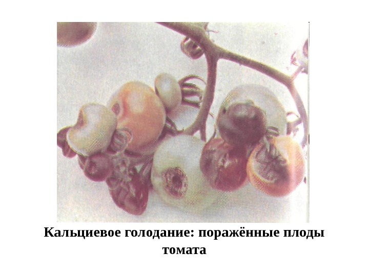   Кальциевое голодание: поражённые плоды томата 