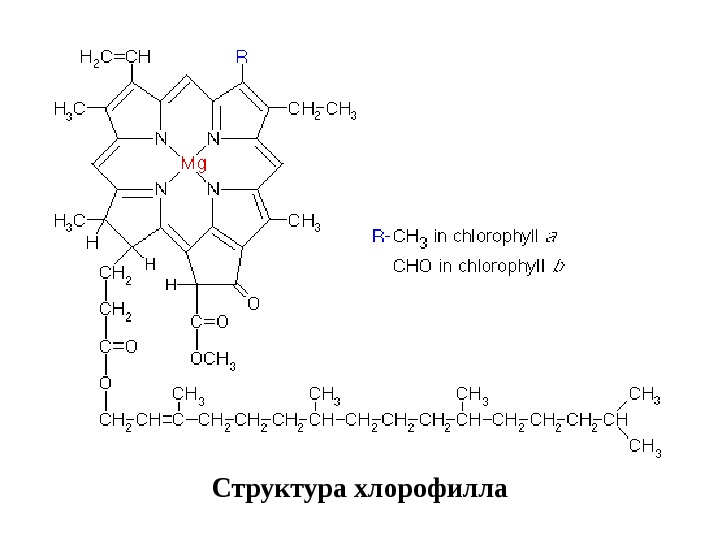   Структура хлорофилла 