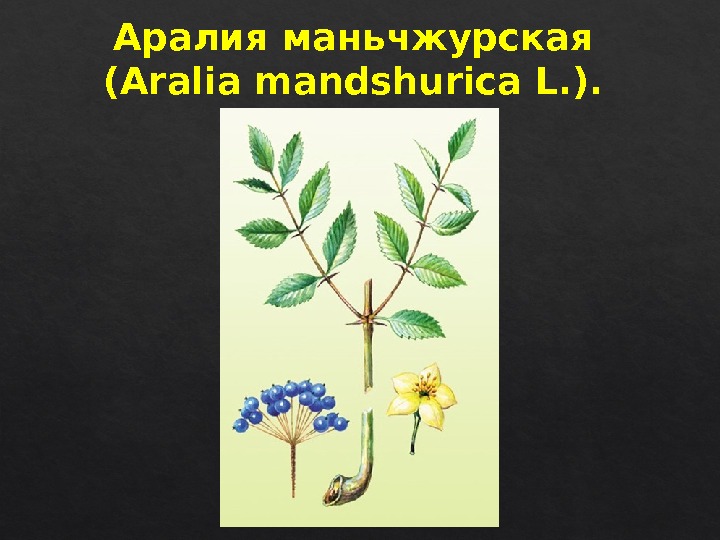 Аралия маньчжурская (Aralia mandshurica L. ). 04 224330  
