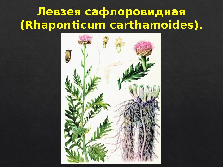 Левзея сафлоровидная (Rhaponticum carthamoides). 011429 224 B 45  
