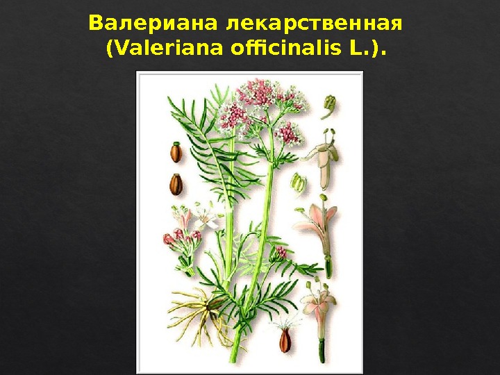 Валериана лекарственная (Valeriana officinalis L. ). 08 22  