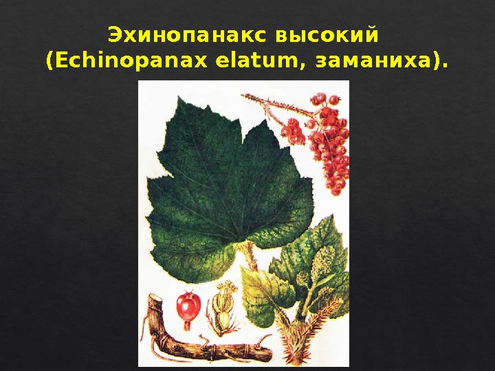 Эхинопанакс высокий (Echinopanax elatum, заманиха). 4 D 22  