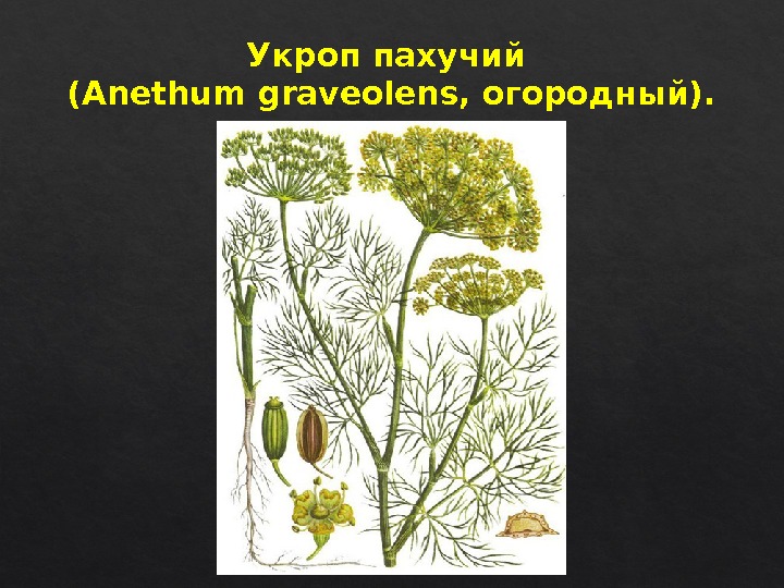 Укроп пахучий (Anethum graveolens, огородный). 52242 B 22  