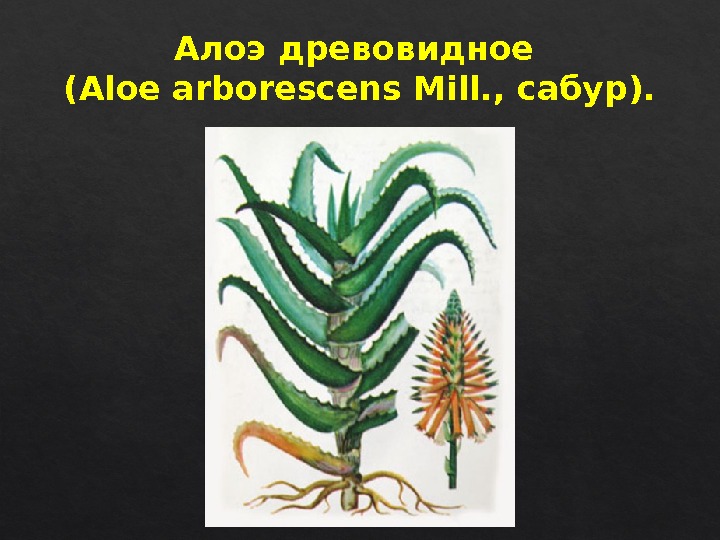 Алоэ древовидное (Aloe arborescens Mill. , сабур). 041 B 22  