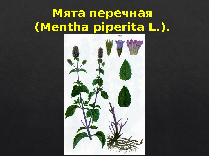 Мята перечная (Mentha piperita L. ). 5 D 1713 22  