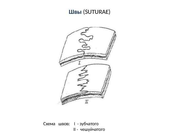 Швы ( SUTURAE) Схема  швов: I  - зубчатого    II - чешуйчатого