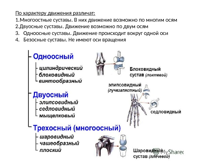 По характеру движения различат: 1. Многоостные суставы. В них движение возможно по многим осям 2. Двуосные