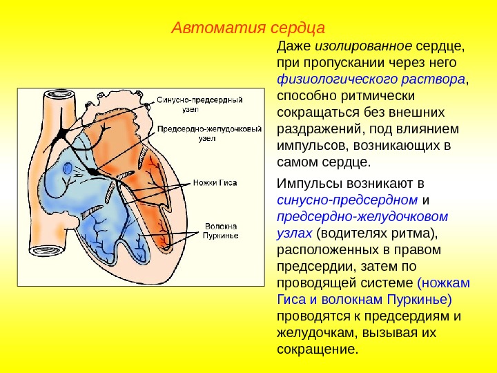   Автоматия сердца Даже изолированное сердце,  при пропускании через него физиологического раствора