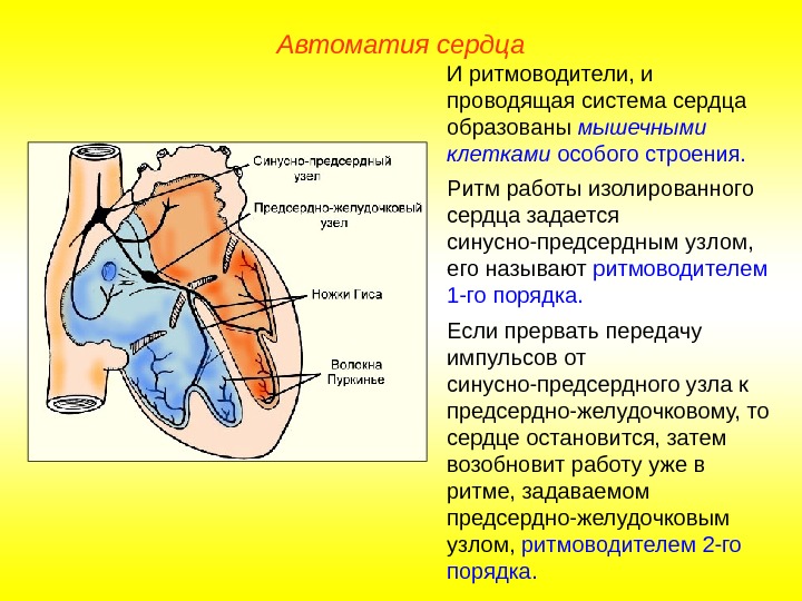   Автоматия сердца И ритмоводители, и проводящая система сердца образованы мышечными клетками особого