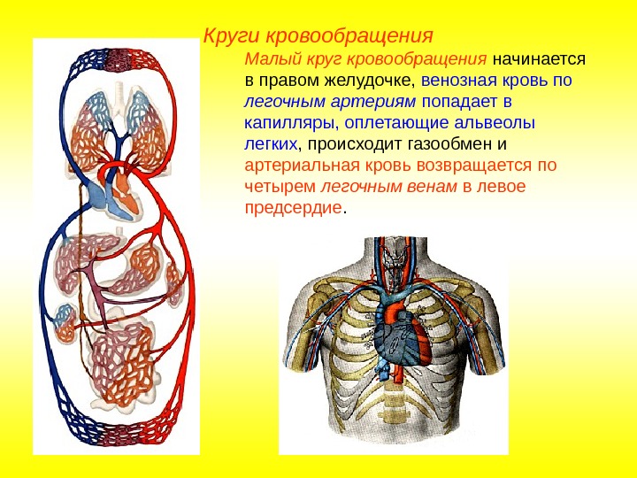   Круги кровообращения Малый круг кровообращения начинается в правом желудочке,  венозная кровь