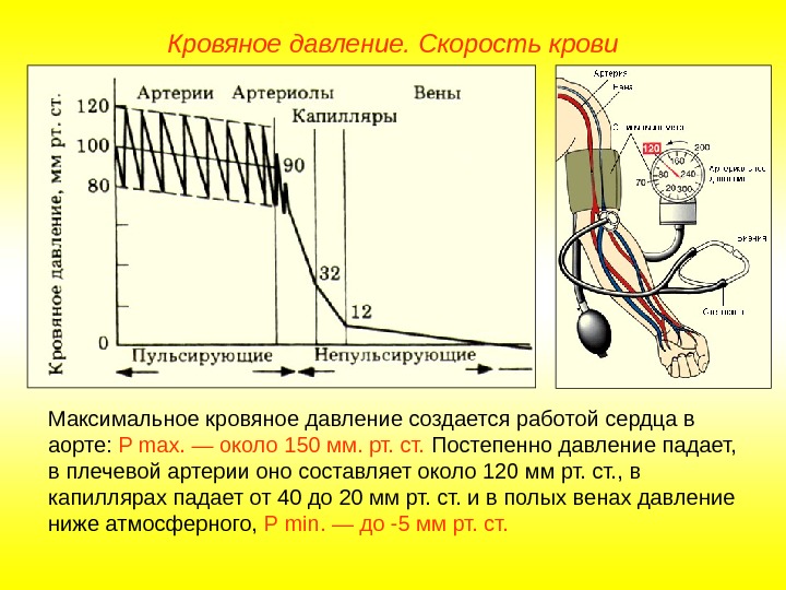   Кровяное давление. Скорость крови Максимальное кровяное давление создается работой сердца в аорте: