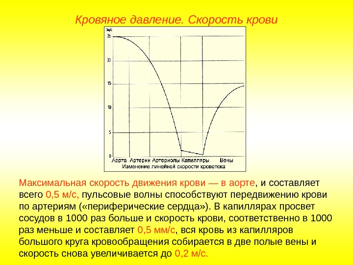   Кровяное давление. Скорость крови Максимальная скорость движения крови — в аорте ,