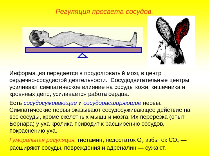   Регуляция просвета сосудов. Информация передается в продолговатый мозг, в центр сердечно-сосудистой деятельности.