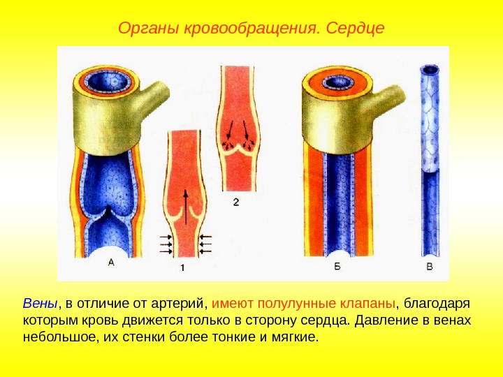   Органы кровообращения. Сердце Вены , в отличие от артерий,  имеют полулунные