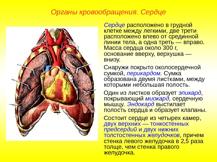   Органы кровообращения. Сердце расположено в грудной клетке между легкими, две трети расположено
