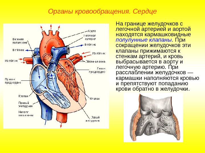   Органы кровообращения. Сердце На границе желудочков с легочной артерией и аортой находятся