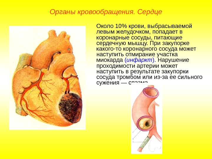   Органы кровообращения. Сердце Около 10 крови, выбрасываемой левым желудочком, попадает в коронарные