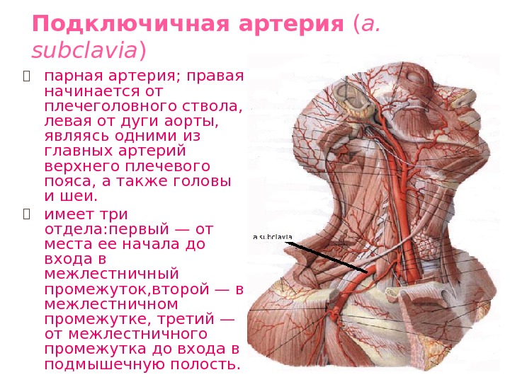 Подключичная артерия ( a.  subclavia ) ⦿ парная артерия; правая начинается от плечеголовного
