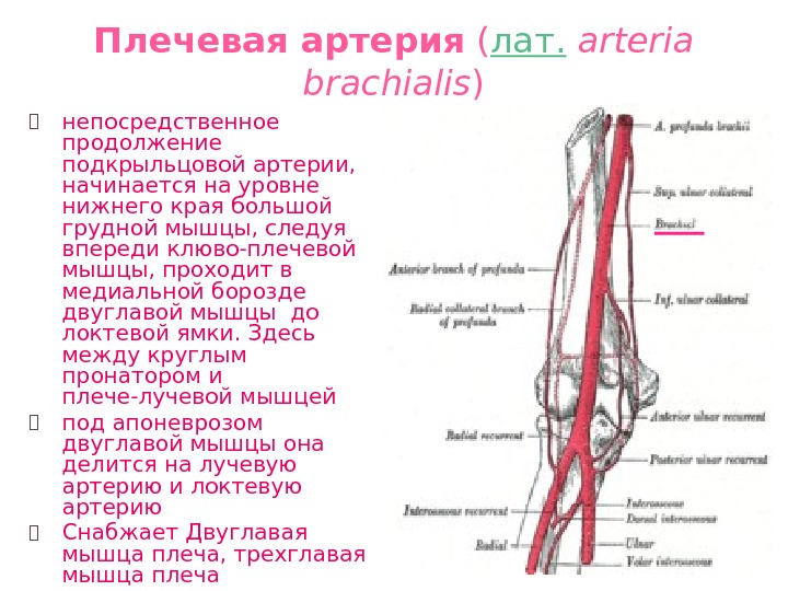 Плечевая артерия ( лат.  arteria brachialis ) ⦿ непосредственное продолжение подкрыльцовой артерии, 