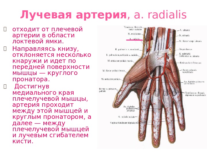 Лучевая артерия , a. radialis ⦿ отходит от плечевой артерии в области локтевой ямки.