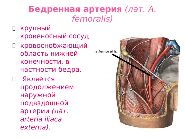 Бедренная артерия  (лат. A.  femoralis) ⦿ крупный кровеносный сосуд ⦿ кровоснобжающий область
