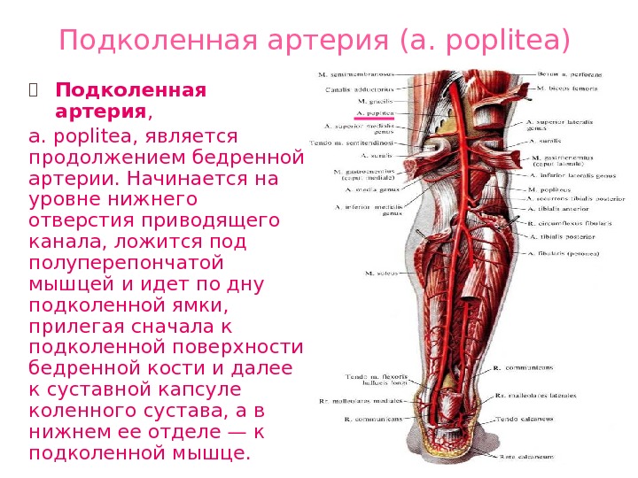Подколенная артерия (а. poplitea) ⦿ Подколенная артерия ,  a. poplitea, является продолжением бедренной