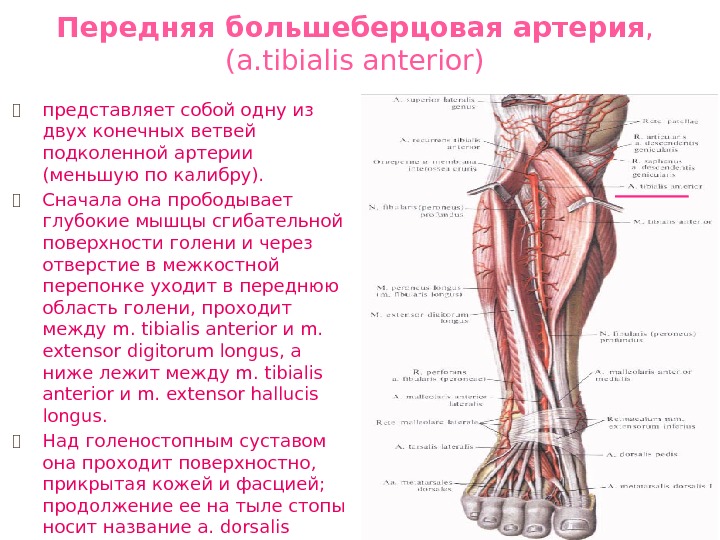 Передняя большеберцовая артерия ,  (а. tibialis anterior) ⦿ представляет собой одну из двух