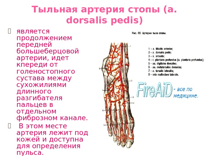 Тыльная артерия стопы (a.  dorsalis pedis) ⦿ является продолжением передней большеберцовой артерии, идет