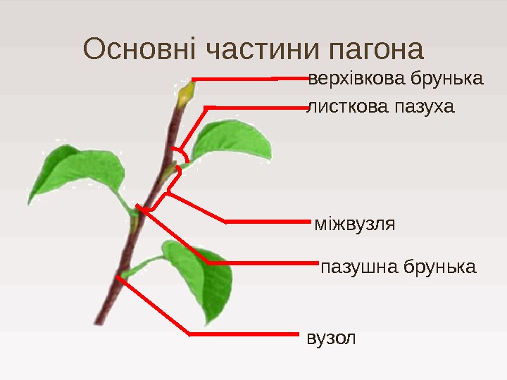 Основні частини пагона листкова пазуха вузол міжвузля пазушна брунькаверхівкова брунька 