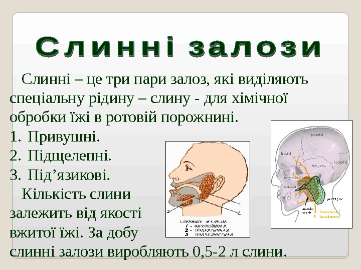   Слинні – це три пари залоз, які виділяють спеціальну рідину – слину