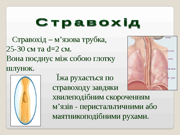   Стравохід – м ’ язова трубка,  довжиною 25 -30 c м