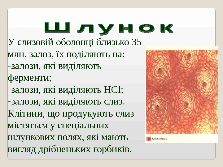 У слизовій оболонці близько 35 млн. залоз, їх поділяють на:  - залози, які