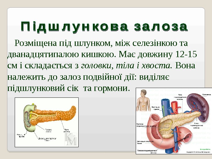   Розміщена під шлунком, між селезінкою та дванадцятипалою кишкою. Має довжину 12 -15