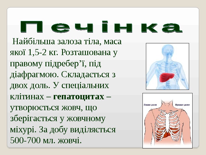  Найбільша залоза тіла, маса якої 1, 5 -2 кг. Розташована у правому підребер