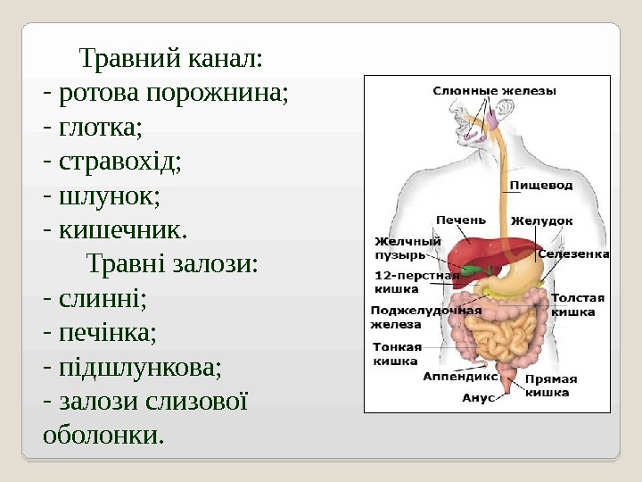  Травний канал: -  ротова порожнина; -  глотка; -  стравохід; -