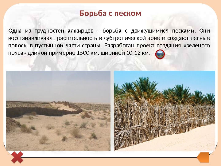 Борьба с песком Одна из трудностей алжирцев - борьба с движущимися песками.  Они