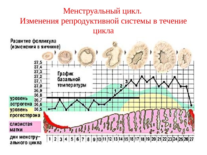 Менструальный цикл.  Изменения репродуктивной системы в течение цикла 