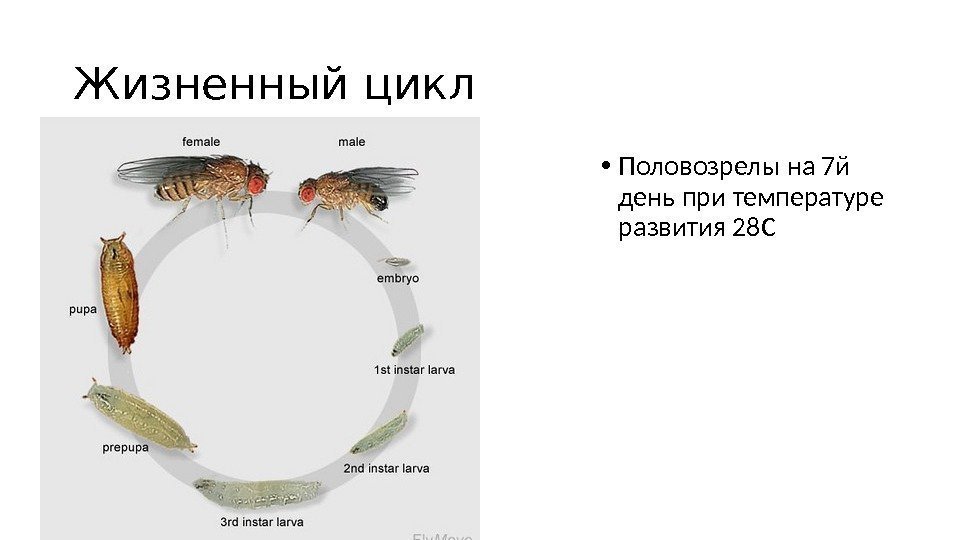 Жизненный цикл • Половозрелы на 7 й день при температуре развития 28 С 