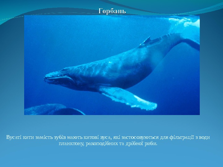 Вусаті кити замість зубів мають китові вуса, які застосовуються для фільтрації з води планктону,