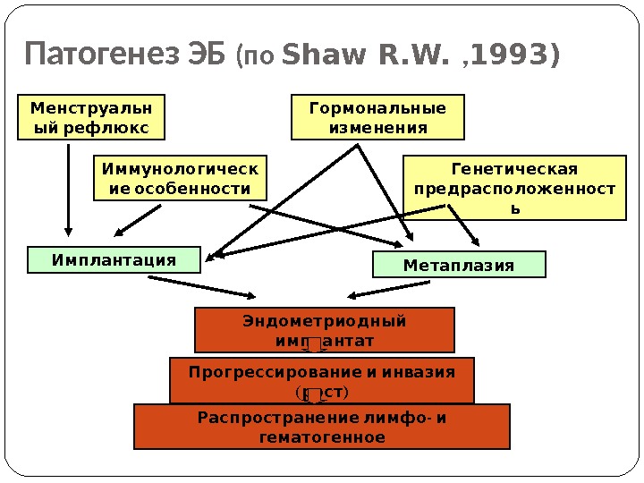 14 Патогенез ЭБ (по Shaw R. W.  , 1993) Менструальн ый рефлюкс Иммунологическ