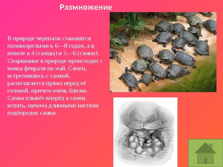 В природе черепахи становятся половозрелыми к 6— 8 годам, а в неволе к 4