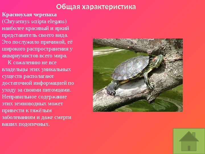 Красноухая черепаха  (Chrysemys scripta elegans) наиболее красивый и яркий представитель своего вида. 