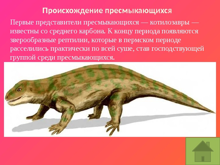 Происхождение  пресмыкающихся Первые представители пресмыкающихся — котилозавры — известны со среднего карбона. К